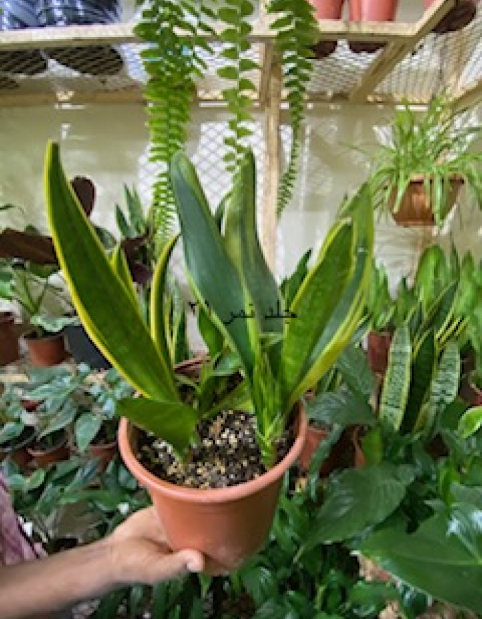 صبار جلد النمر والحوت  صبار جلد النمر والحوت