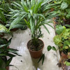 Areca palm 