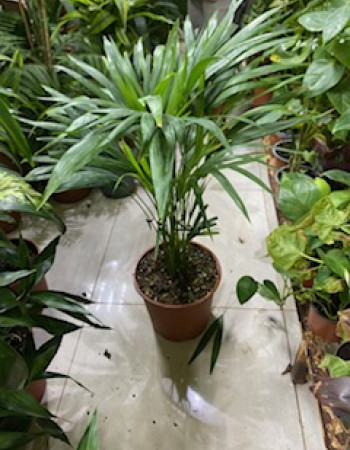 شتلات اريكا شتلات اريكا