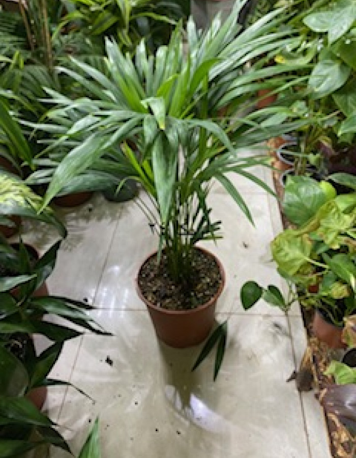 Areca palm Areca palm
