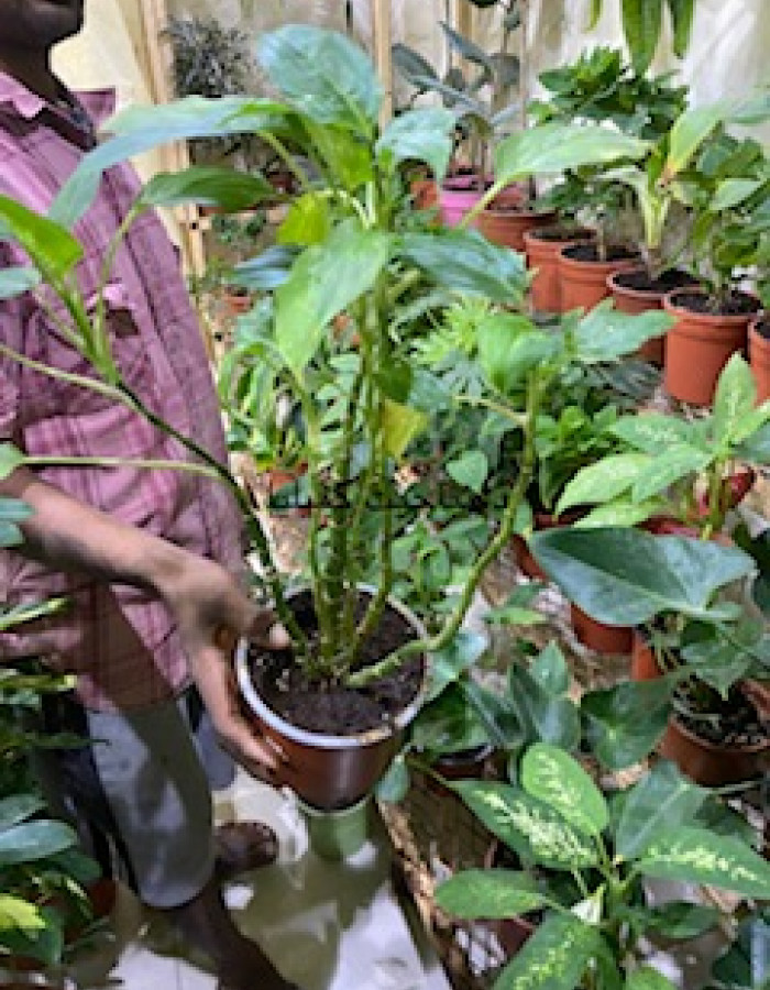 الديفنباخيا كمياليا  الديفنباخيا كمياليا