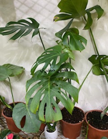 Monstera Deliciosa 