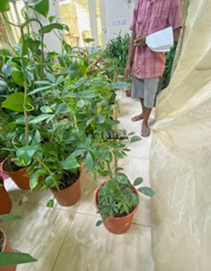 شفليرا  شفليرا