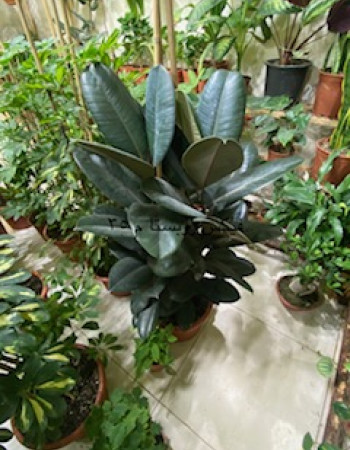 فيكس روبستا روبى  فيكس روبستا روبى