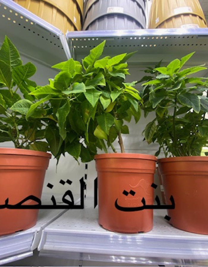 بنت القنصل بنت القنصل