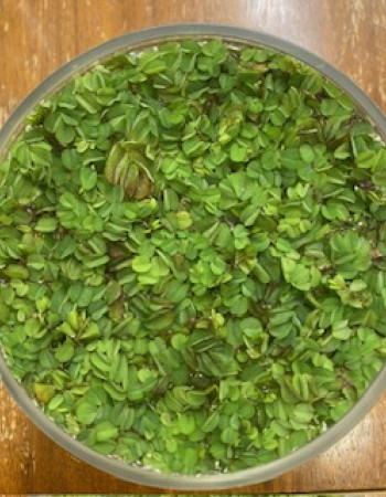 Salvinia natans Plant Salvinia natans Plant