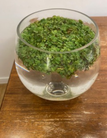 Salvinia natans Plant Salvinia natans Plant