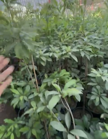 Thai Guava Seddling  Thai Guava Seddling