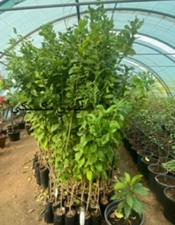 شتلة ليمون مكسيكي للبيع شتلة ليمون مكسيكي للبيع