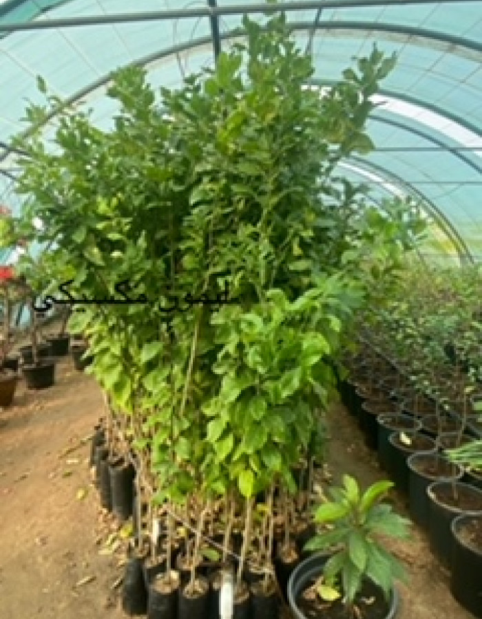 شتلة ليمون مكسيكي للبيع شتلة ليمون مكسيكي للبيع