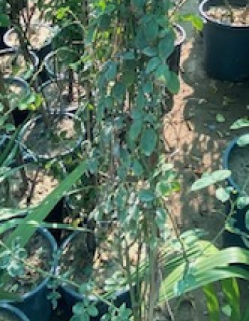 شتلات جوري طائفي