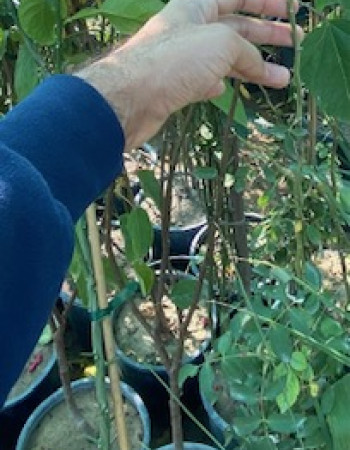 شتلات جوري رضوي 