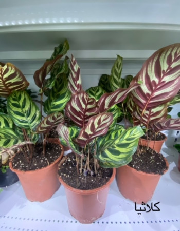 كلاثيا مارانتا كلاثيا مارانتا