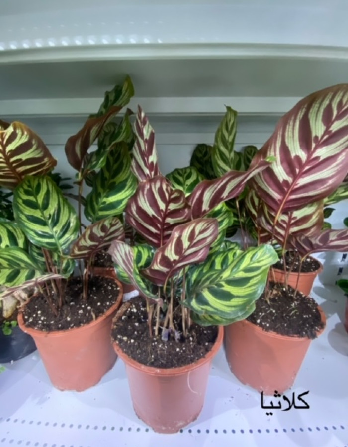 كلاثيا مارانتا كلاثيا مارانتا