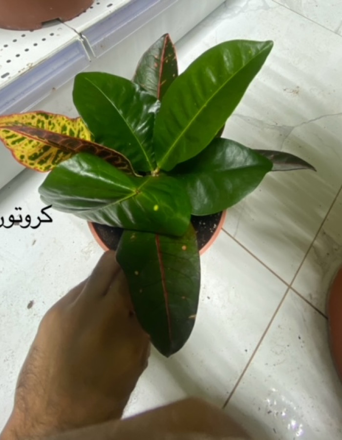 كروتون  كروتون