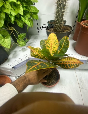 كروتون  كروتون