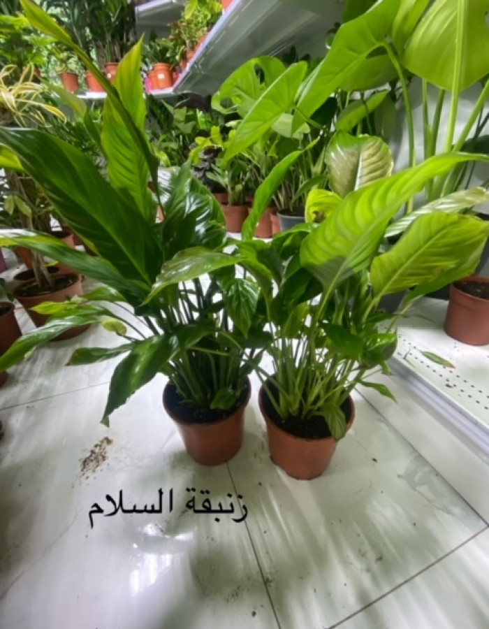 سباثيفيليوم زنبقة السلام سباثيفيليوم زنبقة السلام