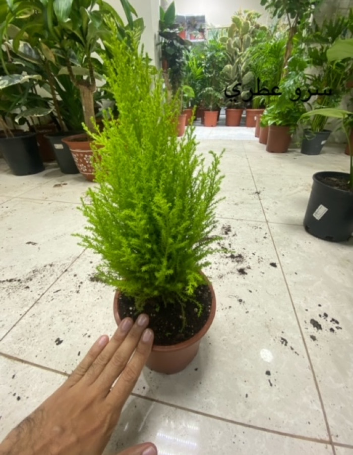 شتلات سرو عطري شتلات سرو عطري