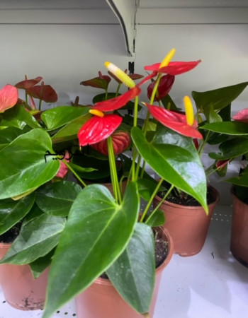 نبات انتوريوم 