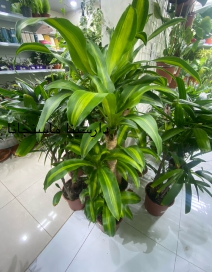 Dracaena massangeana