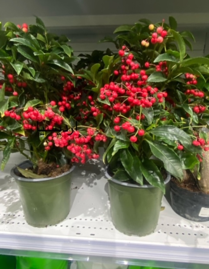 Ardisia Ardisia