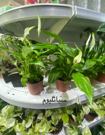 سباثيفيليوم زنبقة السلام سباثيفيليوم زنبقة السلام