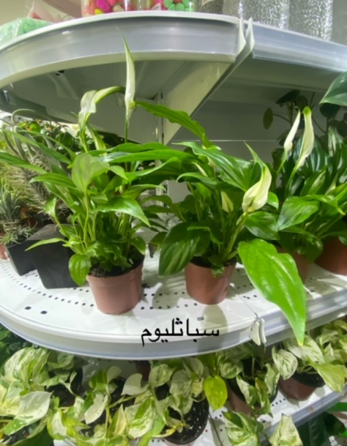 سباثيفيليوم زنبقة السلام سباثيفيليوم زنبقة السلام