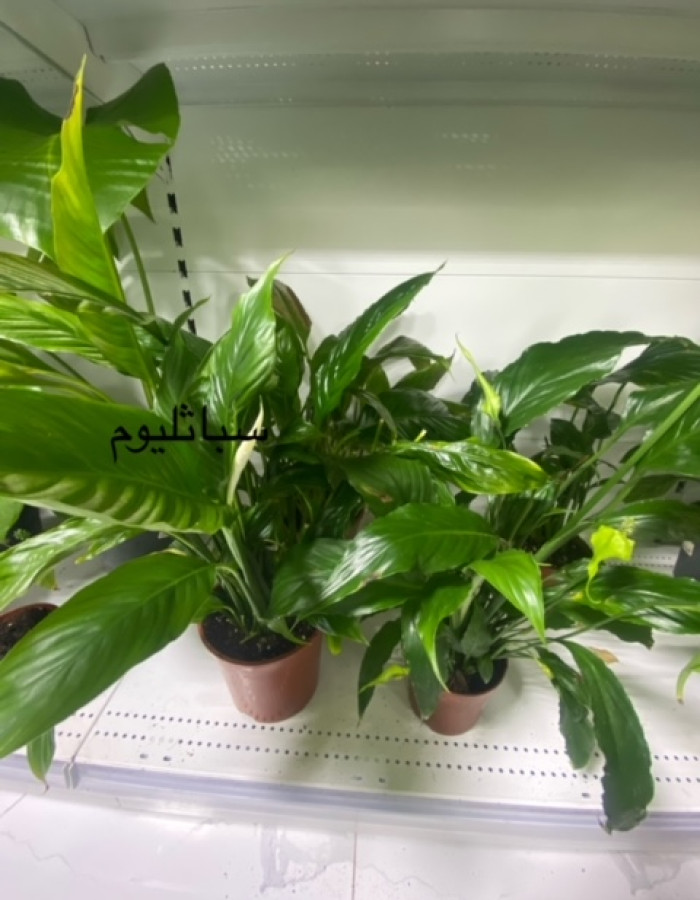 سباثيفيليوم زنبقة السلام سباثيفيليوم زنبقة السلام