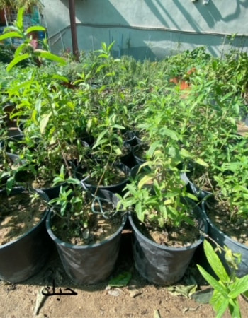 نبات الحبك نبات الحبك