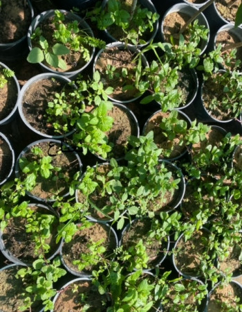 شتلات نعناع شتلات نعناع