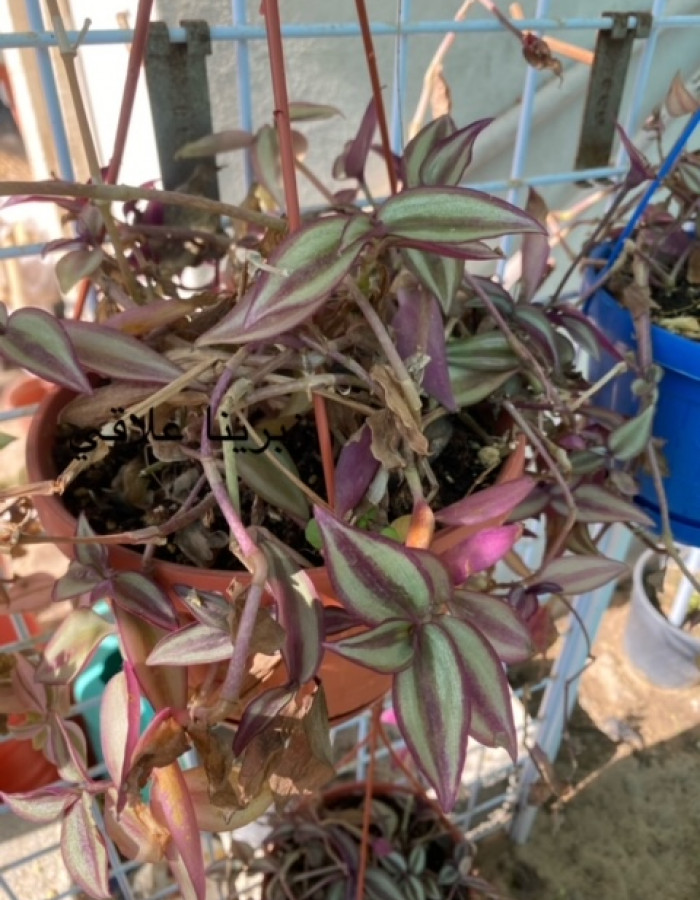 Zebrina Zebrina