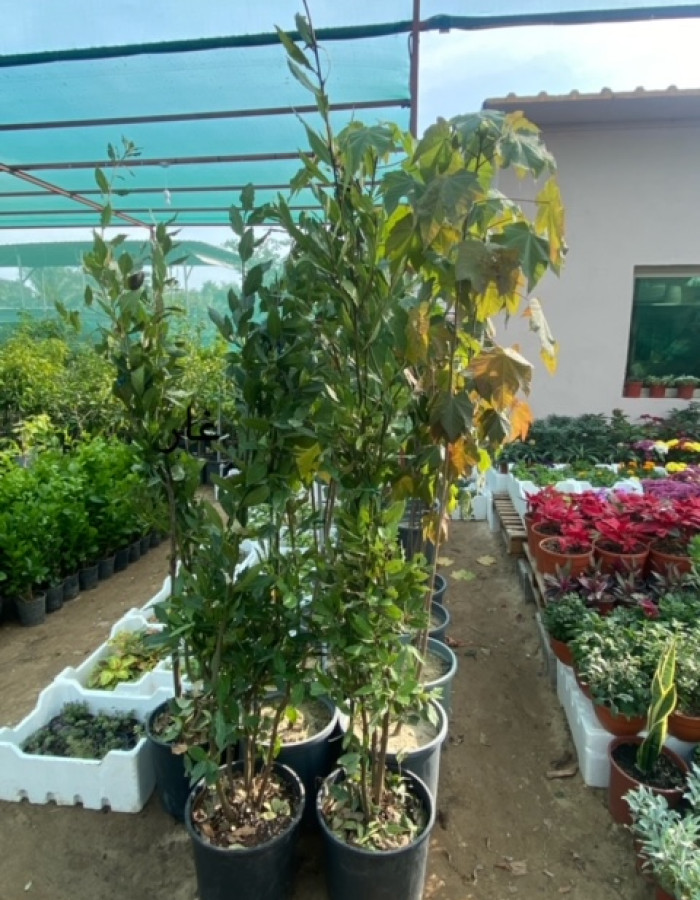 شتلات ورق الغار  شتلات ورق الغار