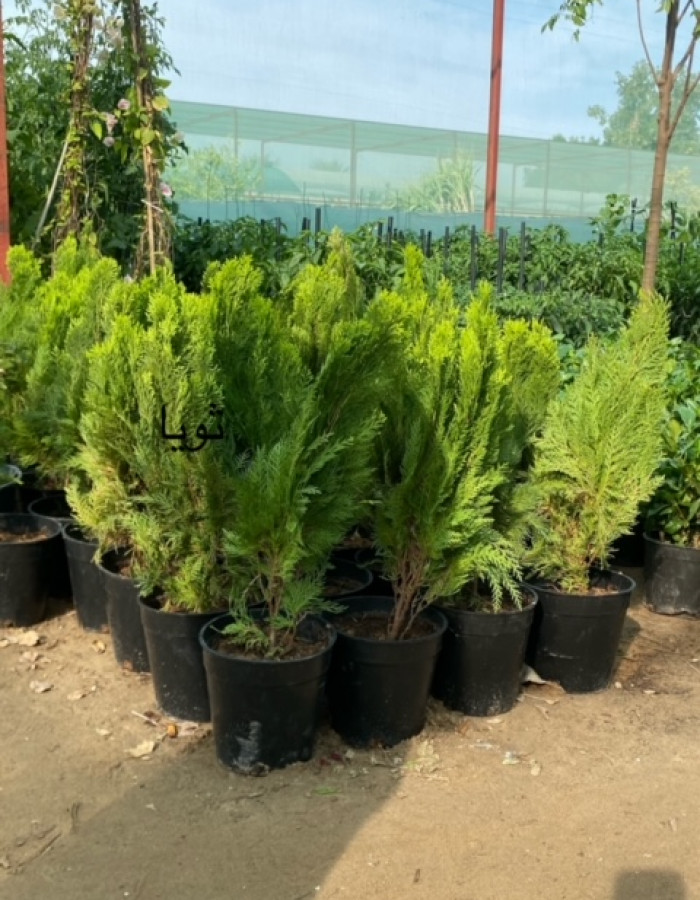 شتلات ثويا شتلات ثويا