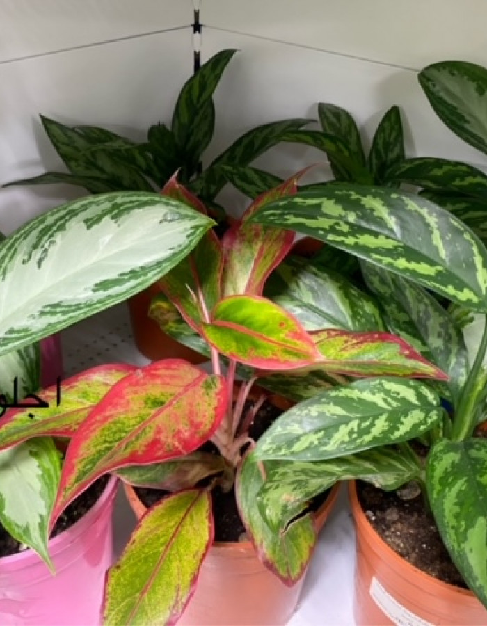 Aglaonema Aglaonema