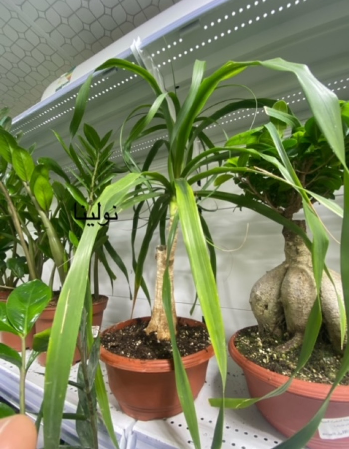 نولينا  نولينا