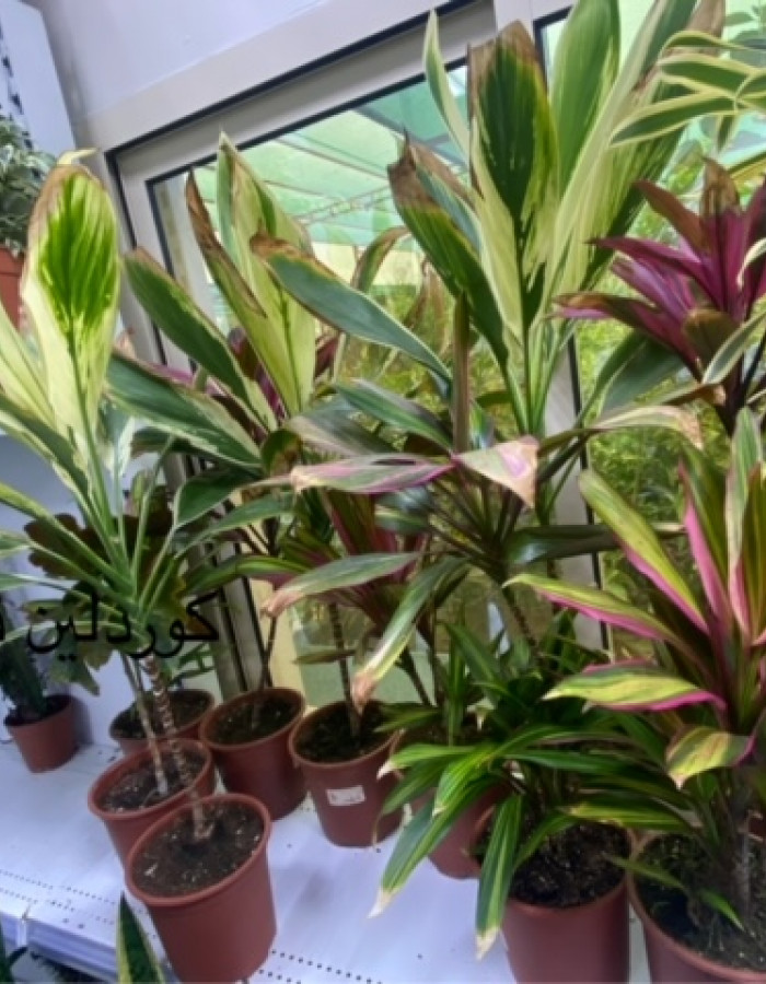 Cordyline Fruticosa 