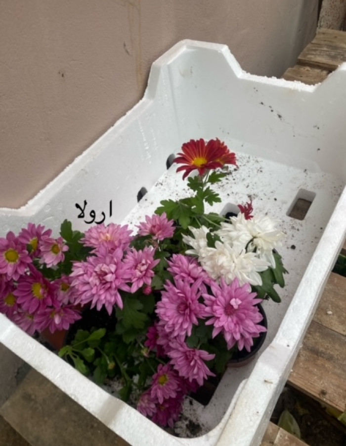 ارولا ارولا