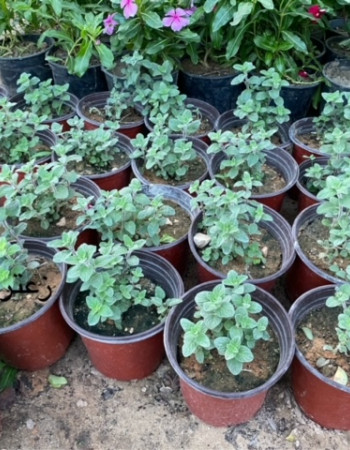 Wild Oregano Plant