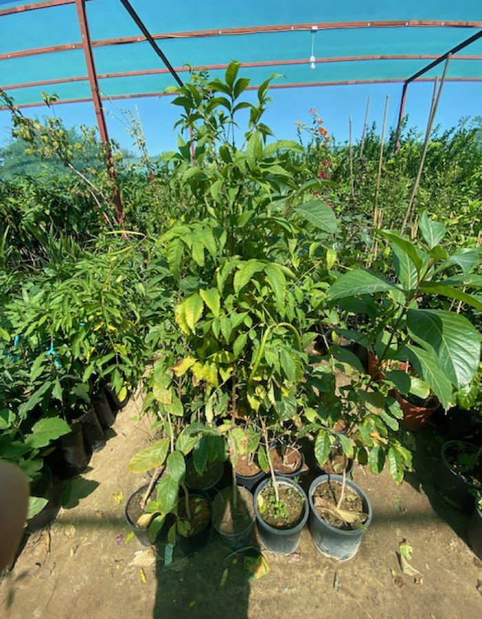 شتلات تيكومة شتلات تيكومة