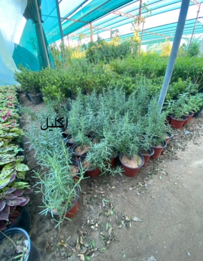 روز ماري اكليل الجبل روز ماري اكليل الجبل