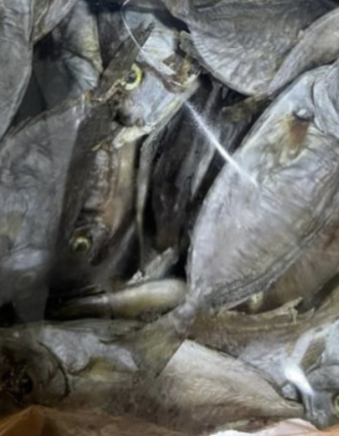 سمك شعري و صافي وربيان مجفف سمك شعري و صافي وربيان مجفف