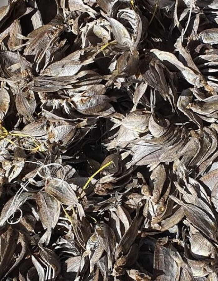 سمك شعري و صافي وربيان مجفف سمك شعري و صافي وربيان مجفف