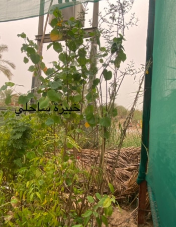 Hibiscus Tiliaceus Hibiscus Tiliaceus