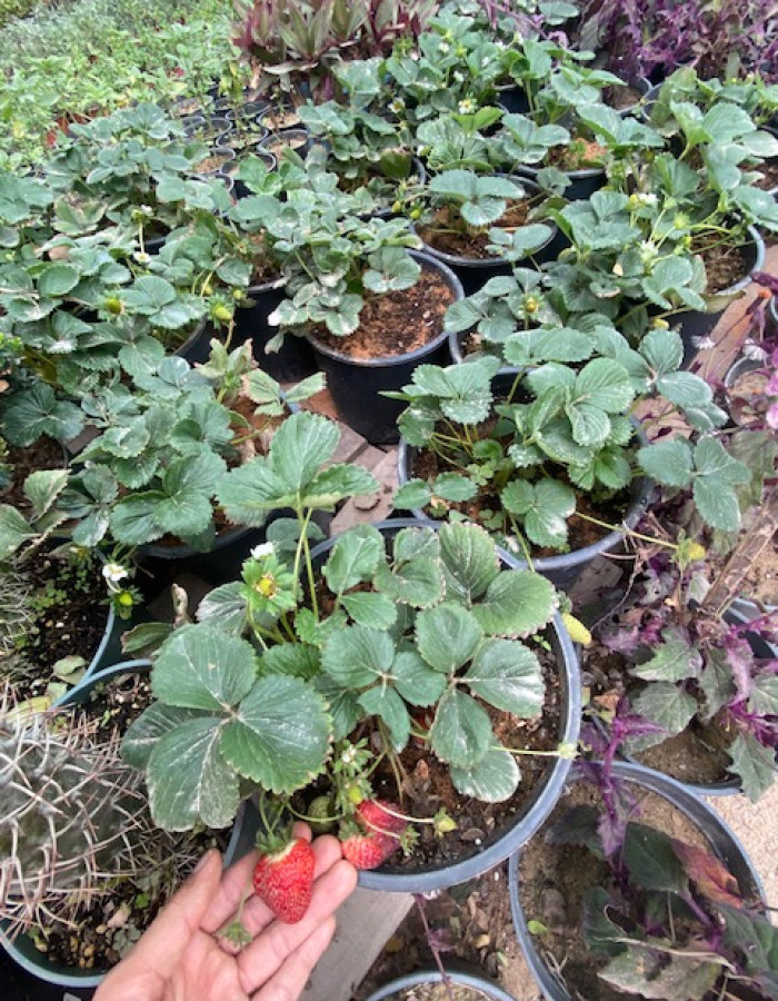 فراولة فيستيفال فراولة فيستيفال