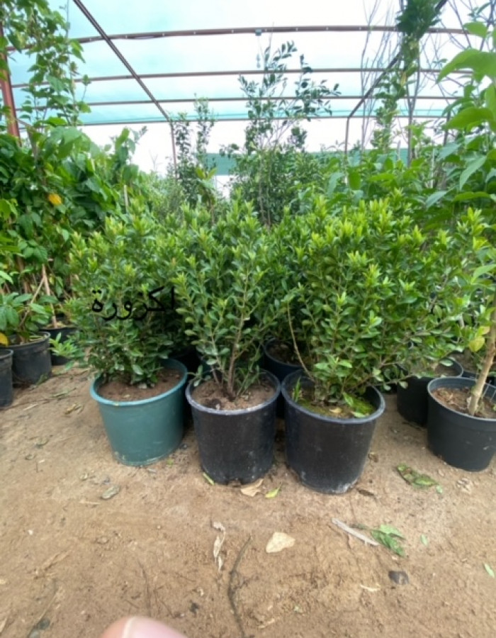 اكزورا اكزورا