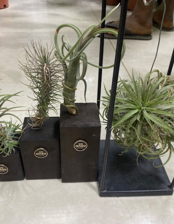 Tillandsia Tillandsia