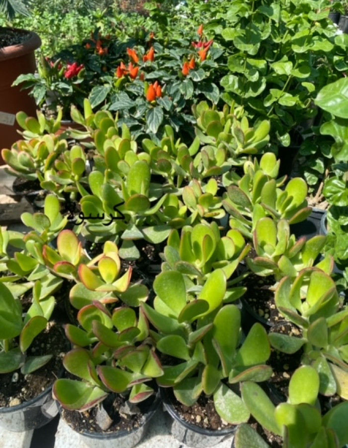 كراسولا كراسولا