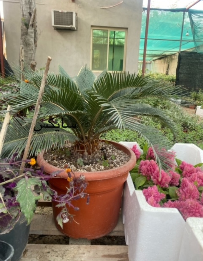 سايكس  سايكس