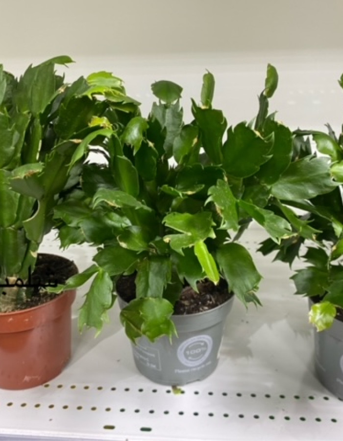 نبات شلمبرجير  نبات شلمبرجير