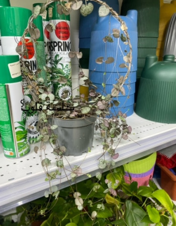 سلسلة القلوب سلسلة القلوب